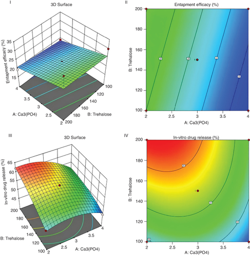 Figure 1. Response surface plot and counter plot of relationship between A:ca3(po4) and B:trehalose on entrapment efficacy(I & II) and in vitro drug release (III & IV) of formulation.Indicates the magnitude of entrapped efficacy (%), Contour lines: Represent levels of drug release (%) corresponding to different combinations of Factor 1 and Factor 2.ca3(po4): Calcium phosphate, color scale.