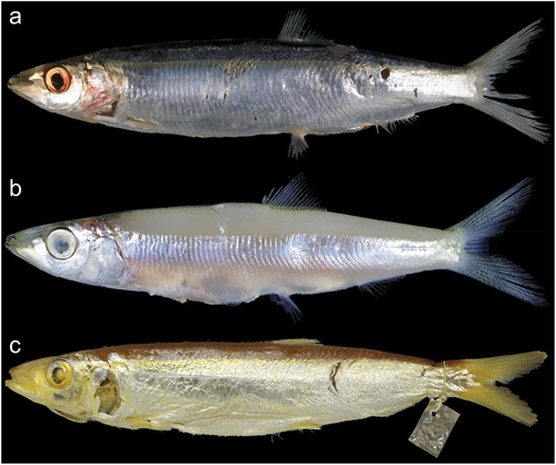 Figure 7. Non-type specimens of Dussumieria hasseltii (fresh condition): (a) KAUM–I. 17130, 146.0 mm SL, Terengganu, Malaysia; (b) KAUM–I. 80179, 64.4 mm SL, Sabah, Malaysia); and (c) neotype of D. hasseltii (BMNH 1867.11.28.21, 134.4 mm SL, Java, Indonesia). Abbreviations: KAUM, Kagoshima University Museum; BMNH, British Museum of Natural History; SL, standard length.