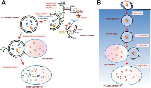 Figure 2. Autophagy-related protein LC3 associates with different types of membranes. (a) Schematic representation of the mammalian autophagic process and its regulatory machinery. The process is initiated by the formation of a structure called the phagophore, which engulfs cytoplasmic cargo and, once complete, will form a double membrane compartment called the autophagosome. The autophagosome will then fuse with lysosomes to form an autolysosome where the autophagic cargo will be degraded for subsequent recycling. The whole process is regulated by upstream kinases such as Target of Rapamycin (TOR) and class III phosphatidylinositol 3-kinase (PtdIns3K). Microtubule-associated protein 1 Light Chain 3 (LC3), an important player for autophagosome formation, is conjugated to phosphatidyl ethanolamine (PE) on the membrane of elongating phagophores thanks to ubiquitin-like conjugation systems. (b) The process of LC3-associated phagocytosis (LAP) is involved in the degradation of extracellular pathogens. LC3 associates with phagosomal membranes thanks to the same ubiquitin-like conjugation machinery required for LC3 membrane conjugation to the phagophore during canonical autophagy. The emerging phagosome, now referred to as LAPosome, will mature by fusion with lysosomes and the cargo will be degraded.
