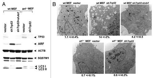 Figure 7. Autophagy induced by Trp53 silencing requires ARF. (A) Primary mouse embryo fibroblasts (wt MEFs) and MEFs from the Arf knockout mouse (arf−/− MEFs) were infected with parental MLP retrovirus (vector), retroviral short hairpin to Trp53 (shTrp53), or retroviral short hairpin to Arf (shArf). Whole cell lysates following infection and selection were subjected to western blot analysis using the antibodies indicated. The level of autophagy induced is assessed by the degradation of SQSTM1; the lower molecular weight SQSTM1 band is thought to be a degradation product. Note that silencing of Trp53 in arf−/− MEFs, and silencing of both Trp53 and Arf in wt MEFs, does not induce appreciable autophagy. The data presented are representative of three independent experiments, in two independent batches of MEFs from each genotype. (B) Electron microscopy of wild-type and arf−/− MEFs following infection with the retroviruses indicated. The average area of autophagosomes calculated with ImageJ software, with standard error, is indicated on the bottom of each panel. Scale bar: 500 nm.