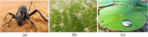 Figure 1. Functional surface texture in nature. (a) Fog harvesting Darkling beetle [Citation4] (b) Water harvesting in Cacti [Citation5] (c) superhydrophobic lotus leaf [Citation6].