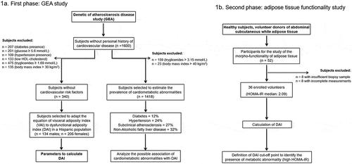 Figure 1. Study flowchart. 1a) GEA study. Diabetes defined as glucose >7.0 mmol/L, hypoglycaemic treatment or previous diagnosis; hypertension as self-reported treatment with antihypertensive medications or systolic/diastolic blood pressure ≥140/90 mmHg; subclinical atherosclerosis as coronary artery calcium >0; non-alcoholic fatty liver disease as spleen-liver attenuation ratio <1.0; and low HDL-cholesterol as values <1.03 mmol/L or <1.29 mmol/L for men or women; respectively. 1b) Study of the adipose tissue functionality. HOMA-IR: homoeostatic model assessment of insulin resistance; HDL: high-density lipoprotein