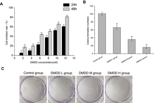 Figure 2 Effect of DMDD on proliferation of 4T1 cells.