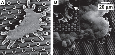 Figure 5 Measurement of cellular traction forces with micropost systems. Scanning electron micrograph of a smooth muscle cell cultured atop an array of flexible PDMS pillars with fibronectin-coated tips (A). The degree to which each post deflects directly reveals the contractile force exerted by the cell at that position on the extracellular matrix. (Bar =10 μm). Reproduced with permission from: CitationTan JL, et al. 2003. Cells lying on a bed of microneedles: an approach to isolate mechanical force, Proceedings of the National Academy of Science of the United States of America, 100:1484–9. Copyright © 2003, PNAS. http://www.pnas.org. Scanning electron micrograph of an epithelial monolayer on an array of closely packed PDMS pillars (B). These measurements revealed that the highest contractile force is produced by the leading edge (inset) of the monolayer; moreover, cells within monolayers exerted greater tractional forces than isolated cells, suggesting cooperative mechanical behavior. (Bar = 20 μm). Reproduced with permission from: Citationdu Roure O, et al. 2005. Force mapping in epithelial cell migration, Proceedings of the National Academy of Science of the United States of America, 102:2390–5. Copyright © 2005, PNAS. http://www.pnas.org.