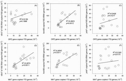 Figure 4. Correlations between abundance of F. oxysporum f. sp. cucumerinum and relative abundances of pseudomonas, HCN-pseudomonas, and phenazine-producing pseudomonas (A, B, C); relationships between abundance of F. oxysporum and relative abundances of pseudomonas, HCN-pseudomonas, and phenazine-producing pseudomonas (D, E, F).