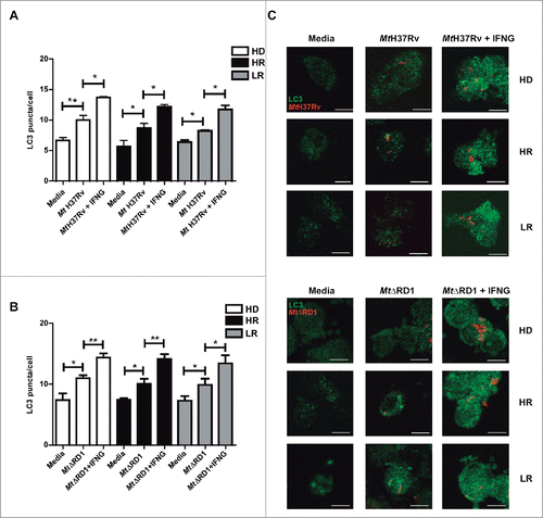 Figure 2. Modulation of autophagy by IFNG in monocytes infected with Mt H37Rv or MtΔRD1. PBMC from HD, High responder (HR) and Low responder (LR) TB patients were incubated at 2 × 106 cells/ml for 16 h without stimulus to allow monocyte adherence. Cells were then incubated uninfected in media or infected with (A) Mt H37Rv or (B) MtΔRD1 (MOI: 20). After 2 h of infection, the culture medium was replaced and cells were cultured with or without recombinant IFNG (1.8 ng/ml) for 24 h. Autophagy levels were evaluated by immunofluorescence against LC3 on monocytes. Bars represent the mean values of LC3 puncta per cell ± SEM. (C) Representative images of a HD, HR and LR TB patient are shown. Scale bars: 5 μm. *P < 0.05, **P < 0.01. P values were calculated using one-way ANOVA with the post hoc Tukey multiple comparisons test.