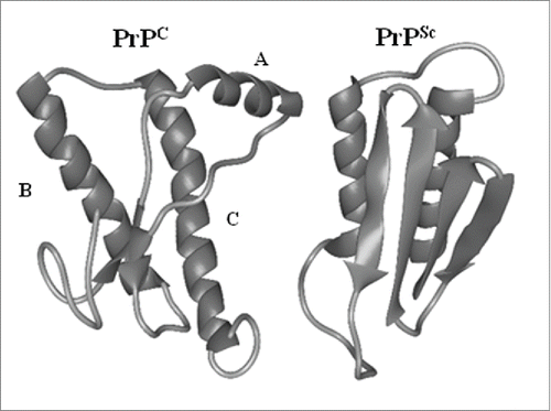 FIGURE 2. Comparison of protein structure of PrPC and PRPSc. Shown is a schematic representation of the secondary structure of PrPC in comparison to PrPSc as inferred from a recombinant fragment of Syrian hamster PrP comprising amino cid residues 90-231.A,B and C indicate α-helices.