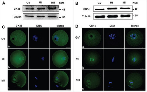 Figure 1. Expression and subcellular localization of CK1δ and CK1ε during mouse oocyte meiotic maturation. (A, B) Expression of CK1δ (A) and CK1ε (B) were measured by western blotting. Samples (100 oocytes) were collected after oocytes had been cultured for 0, 8h and 12h, corresponding to GV, MI and MII stages respectively. Samples were immunostained for CK1δ or CK1ε, α-tubulin was stained as loading control. (C, D) Confocal microscopy showing the subcellular localization of CK1δ (A, green) and CK1ε (B, green) in mouse oocytes at GV, MI and MII stages. Oocytes at various stages were fixed and stained with anti-CK1δ or anti-CK1ε antibody, DNA (blue) was counterstained with Hoechst 33342. Bar=20 μm.