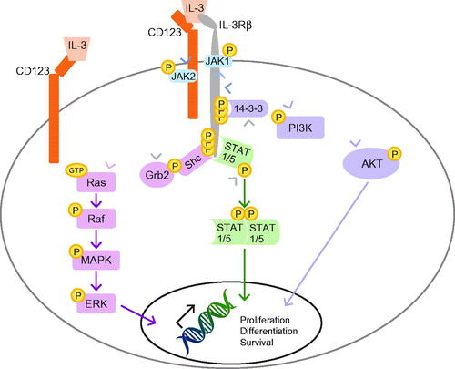 Figure 1. The IL-3R system signaling pathway. AKT: protein kinase B; ERK: extracellular signal-regulated kinases; Grb2: growth factor receptor-bound protein 2; GTP: guanosine-5'-triphosphate; IL-3: interleukin 3; IL-3R: interleukin 3 receptor; JAK: Janus kinase; MAPK: mitogen-activated protein kinase; P: phosphate; PI3K: phosphoinositide 3-kinase; Shc: Src homology 2 domain-containing transforming protein; STAT: signal transducers and activators of transcription. Data from Martinez-Moczygemba and Huston, 2003 [Citation24].