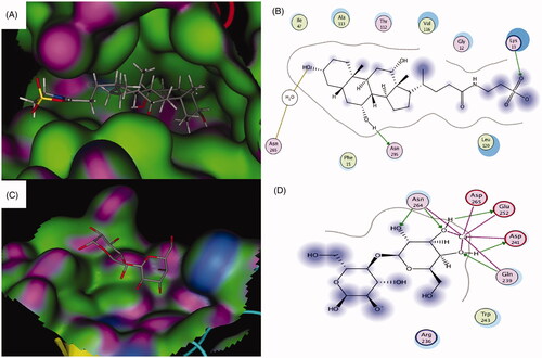 Figure 2. (A) 3D binding and (B) 2D binding interactions of taurocholate to the ASBT taurocholate-binding site. (C) 3D binding and (C) 2D binding interactions of the co-crystallized lactose with the ASGPR carbohydrate-binding site. For A and C: Green = hydrophobic surface, purple = hydrogen bonding site, and blue = mild polar. Atoms color coding: gray = carbon, red = oxygen, blue = nitrogen, yellow = sulfur. For B and D: Hydrogen bonds and bonds to metals are shown as blue and green dashed arrows. Hydrogen bonds through water bridges are represented as brown dotted lines. Amino acids spheres: pink circled in red = acidic, pink circled in blue = basic, pink circled in black = polar, green circled in black = greasy.