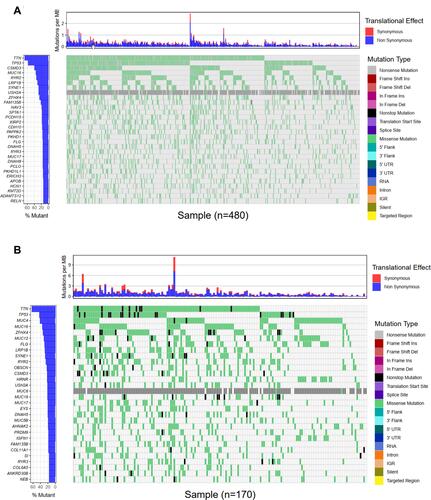 Figure 2 Landscapes of frequently mutated gene in LUSC. (A) Oncoplot depicts the frequently mutated genes in LUSC form TCGA cohort. The left panel shows mutation frequency, and genes are ordered by their mutation frequencies. The right panel presents different mutation types. (B) Waterfall plot displaying the frequently mutated genes in LUSC from the ICGC cohort. The left panel shows the genes ordered by their mutation frequencies. The right panel presents different mutation types.