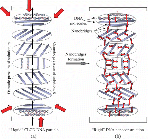Figure 7. The transition of a ‘liquid’ structure of a DNA CLCD particle into a ‘rigid’ state. π-osmotic pressure of the solution in (a) is shown by red arrows. The ds DNA molecules in the neighbouring layers are shown as rods (a), and each layer is turned by a certain angle relative to the previous layer. The CLCD particle in which ds DNA molecules are ordered exists only under certain osmotic pressure of the solution. The nanobridges in (b) are shown by red double-headed arrows between adjacent ds DNA molecules. Note that the formation of nanobridges does not distort the total spatial structure of the CLCD particle, but this particle can exist under conditions of absence of the osmotic pressure of the solvent.