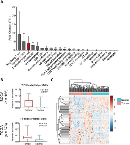 Figure 1. Relative expression of immune cell subsets in bulk gene expression data. A) CIBERSORT was used to deconvolve cell fractions of 22 immune cell subsets in matched tumour (n = 83) and normal (n = 83) samples, and the tumour to normal ratio of each cell type was calculated per each matched pair and the mean across the cohort calculated. B) Relative cell fraction of T follicular helper cells (Tfh) in bulk expression data from BCCA (ntumour = 83, nnormal = 83) was compared using a Wilcoxon sign-rank test and validated in the TCGA unpaired cohort (ntumour = 517, nnormal = 59, Mann Whitney U test). C) Unsupervised hierarchical clustering of tumour (pink) and normal (turquoise) tissues from BCCA based on row-normalized expression of Tfh signature genes (blue = low expression, red = high expression). All boxplots display the median value, with 25th to 75th percentile values denoted by the box and minimum and maximum values by the error bars.