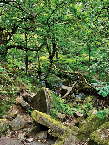 Figure 4. Padley Gorge, a rare example of a temperate rainforest in the UK, a place valued by visitors and locals for the natural qualities and as recreation space. While the place seems natural, wild, and untamed human traces can be tracked across the landscape, e.g. drystone walls and remnants of the millstone industry (photo by the author).