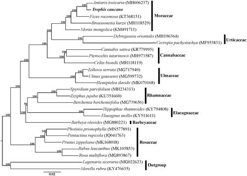 Figure 1. Phylogenetic relationships of Rosales inferred based on whole chloroplast genome sequences. Numbers above the branches represent bootstrap values from maximum-likelihood analyses.