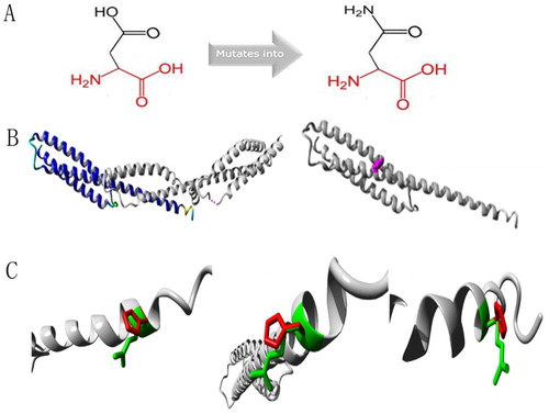 Figure 6. Protein structure analyses of SPTA1:c.190G > A.(A) Schematic structures of original (left) and the mutant (right) amino acids. Red, backbone, which is same for each amino acid. Black, side chain that is unique to each amino acid. (B) Left: overview of protein in ribbon presentation. Proteins are colored as follows: blue, α-helix; red, β-strand; green, turn; yellow, 3/10 helix; cyan, random coil; gray, other molecules. Right: Overview of mutant protein in ribbon presentation. Gray, protein; magenta, side chain of mutated residue (pink spheres). (C) Close-up of mutation. Gray, protein; green and red, wild-type and mutant residues, respectively. Structure is shown from three angles.