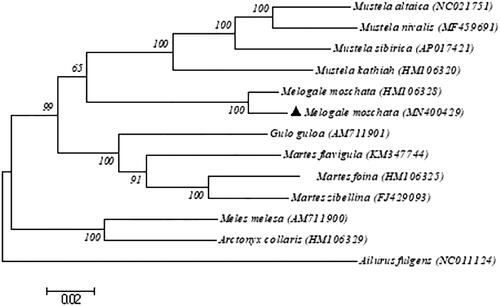 Figure 1. Maximum-likelihood tree of Chinese ferret-badger (Melogale moschata) with other 12 sequences from Mustelinae species and 1 outgruop (Ailurus fulgens). Numbers on nodes refer to bootstrap values and GenBank accession numbers are listed below species.