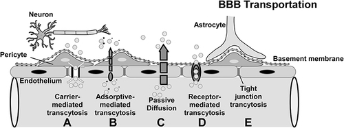 Figure 2 Mechanism of BBB transportation: a) Carrier-mediated influx, in which polar molecules are transported; b) Adsorptive-mediated transcytosis, in which positively charged macromolecules bind to receptors and are transported across the endothelial cell; c) Passive diffusion, in which most lipid-soluble molecules are transported; d) Receptor-mediated transcytosis, in which macromolecules bind to receptors and are transported to the CNS; e) Tight junction model (partially or completely open). Arrows indicate the direction of transportation.