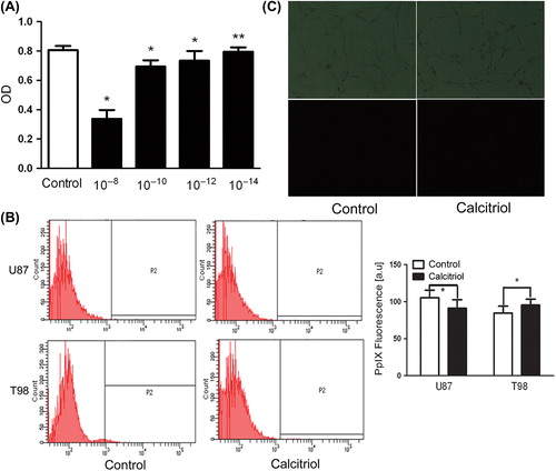 Figure 1. Effects of calcitriol on viability and intracellular PpIX fluorescence of glioma cells. Glioma cells were pretreated during 48 hours with vehicle alone (control) or with calcitriol at the following concentrations: 1028, 10210, 10212, 10214. Cell viability was estimated with an MTT assay (A). Glioma cells were incubated in culture medium containing calcitriol (10214) for 48 hours. Fluorescence of living cells was analyzed by flow cytometry (B) and fluorescence microscopy (C). Upper panels: phase-contrast images. Lower panels: PpIX-fluorescent images. Data are presented as mean ± SEM for three separate experiments performed in duplicate. Asterisks indicate statistical significance (*p > 0.05, **p < 0.05).