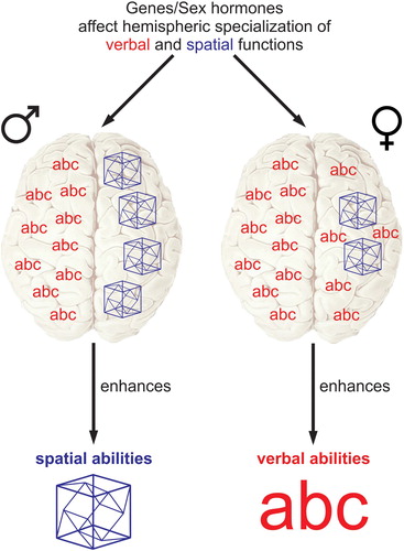 Figure 1. Simplified model of Levy’s hypothesis. Males have stronger hemispheric specialization for verbal and spatial abilities than females. The stronger specialization enhances spatial abilities while the more bilateral organization enhances verbal abilities.