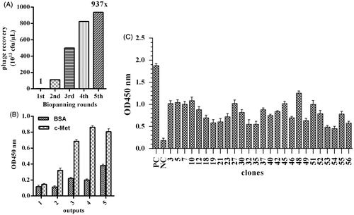 Figure 1. (A) Titration results of c-Met-specific phages after bio-panning of the Tomlinson library. (B) Polyclonal phage and (C) Monoclonal Phage ELISA of selected scFvs against c-MET peptides. From 56 clones, 26 presented with positive reactivity to c-Met peptide. Data shown are means [± SD] of OD values from duplicate experiments. An arbitrary cutoff 2.5 times greater than the negative control was considered positive. Positive control: anti BSA scFv, negative control: BSA.