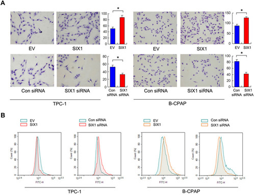 Figure 3 Six1 regulates invasion and glucose uptake. (A) Matrigel invasion assay demonstrated that Six1 overexpression increased invading cell numbers, while Eya2 knockdown decreased invading cell numbers in both TPC-1 and B-CPAP cell lines. (B) Glucose take assay using 2-NBDG staining and flow cytometry demonstrated that Six1 overexpression enhanced glucose uptake in while siRNA knockdown inhibited glucose uptake in both TPC-1 and B-CPAP cell lines. *p<0.05.