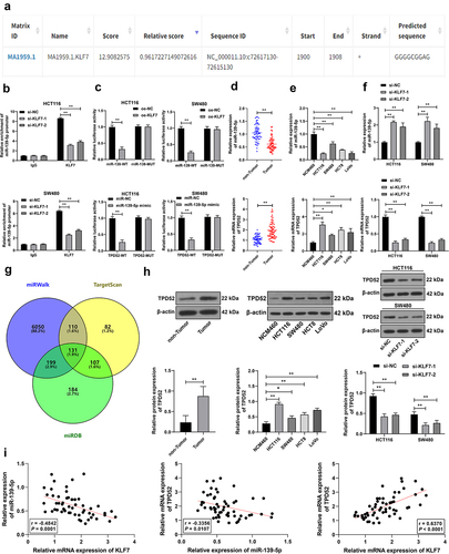 Figure 3. KLF7 repressed miR-139-5p transcription in CRC and thereby upregulated TPD52 expression. (a) JASPAR database prediction of the binding site of KLF7 and miR-139-5p promoter sequence. (b) ChIP analysis of KLF7 enrichment on the miR-139-5p promoter. (c) dual-luciferase reporter assay detection of the binding relationship between KLF7 and miR-139-5p promoter and the binding relationship between miR-139-5p and TPD52 3‘UTR sequence. (d-f) qRT-PCR detection of miR-139-5p and TPD52 expression in tissues (n = 57) and cells. (g) venn diagram of miR-139-5p downstream target genes predicted online by miRwalk, TargetScan, and miRDB databases. (h) Western blot detection of TPD52 expression in tissues (n = 57) and cells. I: Pearson correlation analysis of the correlation between KLF7, miR-139-5p, and TPD52 expression in tissues. The cell experiment was repeated 3 times independently. Data in panels DH (left) were analyzed using t test. Data in panels EH (middle) were analyzed using one-way ANOVA, and data in panels BCFH (right) were analyzed using two-way ANOVA, following Tukey’s multiple comparisons test, *p < .05, **p < .01.