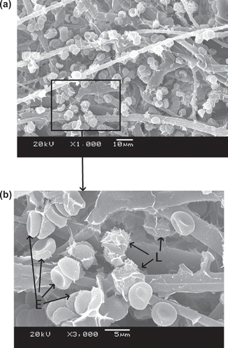 Figure 8. SEM photos of PBTNF-P100; 189 × 274 mm (300 × 300 DPI).