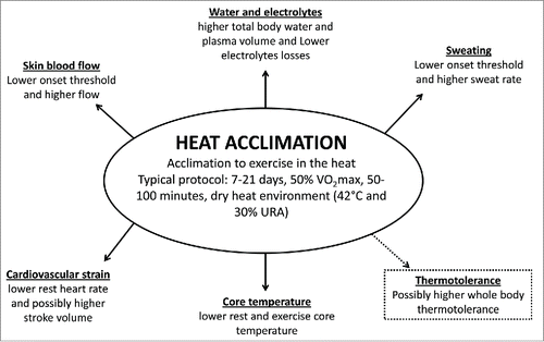 Figure 1. Summary of physiological adaptations induced by heat acclimation.