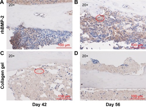 Figure 6 Immunohistochemical staining of ALDHbr cells.