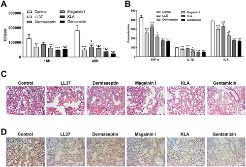 Figure 5 Antibacterial effect of antibacterial peptides in vivo. (A) Bacterial loads in the lungs of mice 16h and 48h after treatment with antimicrobial peptides. The levels of inflammatory cytokines (B), HE staining (C) and Immunohistochemical staining of Ly-6G (D) in lung tissue 48h after treatment with antimicrobial peptides. Scale bar = 100 μm. *P < 0.05, **P < 0.01, ***P < 0.001 vs Control group, #P < 0.05, ##P < 0.01, ###P < 0.001 vs Gentamicin group.