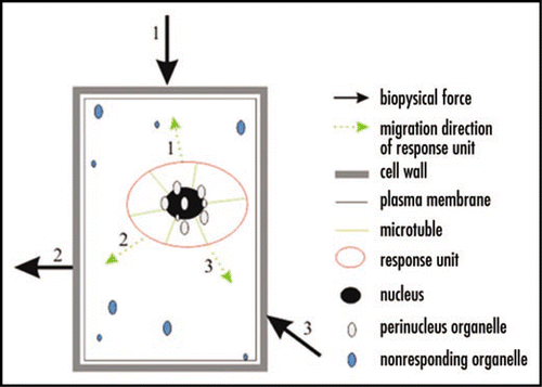 Figure 1 Schematic diagram of an internal plant cell's subcellular response to local repetitive biophysical forces. Symbols at the right and the number along each arrow indicate the sequence of the corresponding biophysical force or the response unit's directional migration.