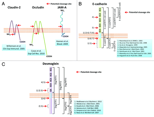 Figure 2. Potential cleavage sites in transmembrane junctional proteins. These figures demonstrate potential cleavage sites of representative transmembrane junctional proteins in epithelial cells. (A) Tight junction proteins; (B) E-cadherin; (C) desmoglein