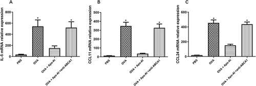 Figure 5 The mRNA expression of eosinophils related cytokines. (A) The expression of IL-5 mRNA by nasal turbinate tissue. (B) The expression of CCL11 mRNA by nasal turbinate tissue. (C) The expression of CCL24 mRNA by nasal turbinate tissue. *Compared with OVA+ Apo-AI groups, P<0.05.