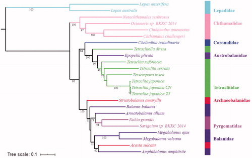 Figure 1. Phylogenetic tree based on 13 PCGs nucleotide acid sequences of T. japonica ZJ and 23 other Cirripedia mitochondrial genomes.