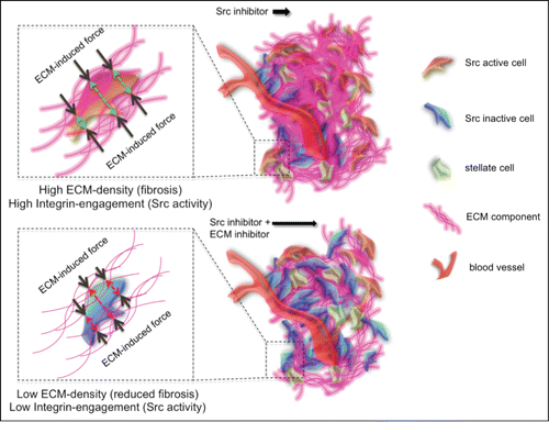 Figure 4. Improving drug distribution away from the vasculature by targeting the ECM and decreasing its deposition, leading to a reduction in ECM exerted force and decreased integrin engagement and thus potentially a decrease / a longer suppression of Src activity.
