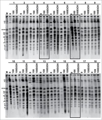 Figure 1. Karyotype analysis using PFGE separation according to the manufacturer's instructions (BIORAD). Upper panel: yeasts from 1 to 9 are shown, lower panel: yeasts from 10 to 18 are shown. The chromosome marker (BIORAD) is also shown (lane M). Lanes 0: control conditions, lanes 100: 100 generations, lanes 100EtOH: 100 generations in the presence of 5% EtOH.