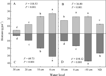 Figure2. Biomass (mean ± SE, n = 4) of the plant species grown in monoculture in the four water level treatments: (A) aboveground biomass of C. lasiocarpa; (B) aboveground biomass of D.angustifolia; (C) belowground biomass of C. lasiocarpa; (D) belowground biomass of D.angustifolia. F and p-values are from a one-way ANOVA, testing the effects of water level on biomass. Different letters represent significant differences among the water level treatments (p < 0.05).