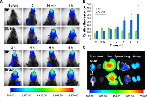 Figure 8 The brain delivery study of OL-NP by in vivo imaging system.Notes: (A) Fluorescence images of mouse upper half-body overlaid on the X-ray images following intranasal administration of DiR-loaded NPs and OL-NPs at different time points. (B) Semiquantitative results of the fluorescence intensity in the brain region. *p < 0.05, significantly different. (C) Fluorescence images of major organs overlaid on the white light images at 8 h after intranasal administration of DiR-loaded NPs and OL-NPs to mice. Adapted from J Control Release. Wen Z, Yan Z, Hu K, et al. Odorranalectin-conjugated nanoparticles: preparation, brain delivery and pharmacodynamic study on Parkinson’s disease following intranasal administration. 2011;151(2):131–138. Copyright © 2011 Elsevier B.V. All rights reserved, with permission from Elsevier.Citation88Abbreviations: DiR, 1,1′-Dioctadecyl-3,3,3′,3′-tetramethylindotricarbocyanine iodide; NPs, nanoparticles; OL, odorranalectin.