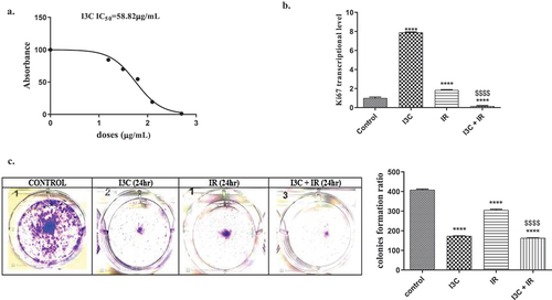 Figure 1. Anti proliferative effect of IR and/or I3C on MDA-MD-231 cell line. (a) MTT assay indicated the cytoxicity of I3C and the IC50 was calculated (58.82 μg/ml). (b) The combined therapy significantly downregulated the expression of the tumor proliferation marker Ki67 compared to I3C and IR, where the cells were pretreated with I3C for 24 hr before exposure to IR. (c) Colony formation assay revealed the significant effect of combined therapy in diminishing cell proliferation compare to control group and IR. Significance was denoted *as p < 0.05 as compared to control and significance was denoted $ as p < 0.05 as compared to IR. Significance was denoted *as p < 0.05 as compared to control and significance was denoted $ as p < 0.05 as compared to IR.