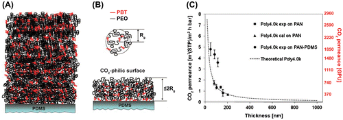 Figure 3. (a) Schematic representation of the block copolymer organization in thick films (semicrystalline polymer and high Tg). (b) Representation of a polymer chain and ‘Rg’ and the block copolymer organization within an ultrathin film under the influence of a PDMS substrate (a mostly amorphous thin film with a high fractional free volume and low Tg in the PEO segments), PBT stands for poly(butylene terephthalate). (c) CO2 permeance measured at 30 °C vs the thickness of the polymer thin film fabricated from the tailor-made Poly4.0k polymer. The experimental CO2 permeance values for the Poly4.0k thin films are two-fold higher than the calculated values (permeances calculated by using Equation (Equation2(2) P=Vt·S·Δp=Πl(2) ) with a CO2 permeability value of 53 barrer for Poly4.0k). *Permeance scale with GPU units (red color) added to the original image for convenient comparisons with other data. Reprinted with permission from Yave et al. [Citation24]. Copyright 2011 Royal Society of Chemistry.