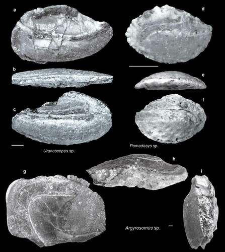 Figure 9. Fish otoliths from the late Miocene northern Taiwan. Scale bars = 1 mm. Images are inner views unless otherwise indicated. a–c, Uranoscopus sp.; a, SL-0, ASIZF 01000049; b, c, SL-4, ASIZF 01000050; b, ventral view. d–f, Pomadasys sp.; d, SL-3a, ASIZF 01000051; e, f, SL-4, ASIZF 01000052; e, ventral view. g–i, Argyrosomus sp., SL-3b, ASIZF 01000088; h, ventral view; i, anterior view.