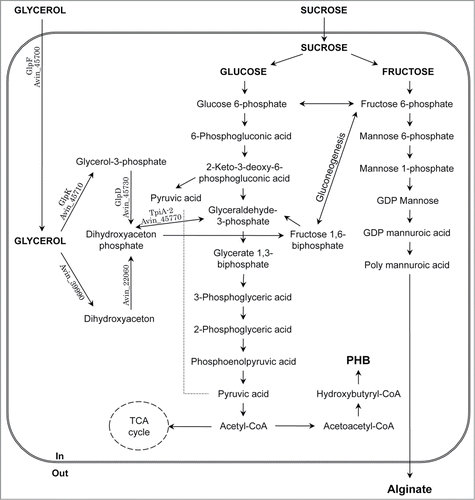 Figure 1. Putative synthetic pathway for PHB and alginate from glycerol in A. vinelandii. The genes involved in glycerol metabolism are also indicated.