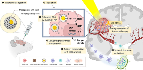 Scheme 1 Schematic illustration of our synergistic strategy for glioblastoma treatment.