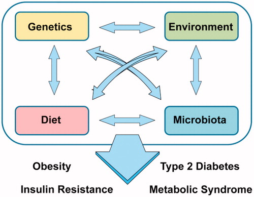 Figure 2. The development of obesity, insulin resistance, type 2 diabetes and metabolic syndrome in general are the consequence of a complex multidirectional interaction between host genetics, environment, diet and the gut microbiota [with permission of Elsevier [Citation86]].