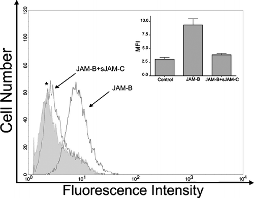 Figure 5 Adhesive capacity of fibroblast expressed JAM-C. Primary cultures of human dermal fibroblasts were suspended and incubated with recombinant soluble JAM-B-Fc ectodomain in the absence, or presence (*) of competing soluble JAM-C ectodomains that lacked an Fc fusion (open histograms). To control for any JAM-B-Fc background adhesion, fibroblasts were incubated with an Fc control (filled histogram). Cells were washed and binding of Fc was detected by incubation with Alexa-488 conjugated goat anti-mouse secondary antibodies followed by analysis using flow cytometry. Graphical inlay depicts the mean fluorescence intensity (MFI) for each condition ∀ SEM, n = 3.