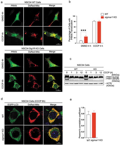 Figure 3. Early stage mitophagy PINK1-PRKN signaling is not affected by the knockout of Sigmar1.(a and b) Live cell fluorescence imaging and quantification of PRKN recruitment. WT and Sig1R KO NSC34 cells were treated with vehicle or CCCP for 4h at the end of 48-h co-transfection with EGFP-PRKN and DsRed-Mito. For quantification, cells that showed EGFP-PRKN translocation to mitochondria (punctate fluorescence) were counted. (C) Western blot of PINK1 in WT and KO NSC34 cells at indicated time points of CCCP treatment. Long: full-length; short: cleaved. (d and e) Live cell fluorescence imaging and quantification of mitochondria-positive autophagosomes. WT and sigmar1 KO NSC34 cells were treated with CCCP for 6h at the end of 48-h co-transfection with EGFP-LC3 and DsRed-Mito. Co-localization was assessed with Pearson’s correlation coefficient. Twenty-seven cells were used for quantification in each group.