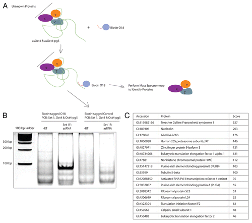 Figure 4 (A) Schematic of biotin-mediated pulldown of target asRNA. (B) RNA samples isolated from nuclei incubated with biotin-tagged O18 or control (miRN367) oligonucleotides were reverse transcribed with Oct4 Set 1 Fwd, amplified by PCR using Oct4 set 1 and analyzed on a 6% polyacrylamide gel. (C) Isolated proteins were analyzed by mass spectrometry and the indicated proteins, unique to samples pulled-down with biotin-tagged O18, were identified.