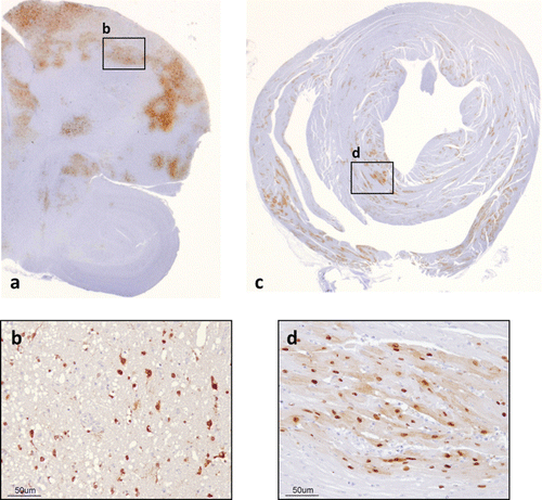 Figure 3. Distribution of viral antigen in positive tissues of a quail challenged intranasally with H5N1 HPAIV (Bertran et al., Citation2013). 3a: Brain, 7 dpi 3b: Positive staining in nucleus and cytoplasm of neurons and glial cells. 3c: Heart, 5 dpi 3d: Positive staining in the nucleus and cytoplasm of cardiomyocytes.