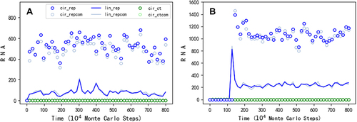 Figure 2. The spread of a circular genome containing only the REP gene. Legends: cir_rep – circular RNA containing the REP sequence; cir_repcom – circular RNA containing the complementary sequence of the REP; lin_rep – linear RNA containing the REP sequence; lin_repcom – linear RNA containing the complementary sequence of the REP; cir_ct – circular RNA containing the control sequence; cir_ctcom – circular RNA containing the complementary sequence of the control. (A) At step 1 × 104, 50 linear RNA molecules with the REP sequence and the same number of linear RNA molecules with the control sequence are inoculated into the system (at locations which are randomly chosen, the same below). (B) One linear RNA molecule with the REP sequence and one linear RNA molecule with the control sequence are inoculated into the system every 1 × 104 steps, until step 1.23 × 106, when the circular REP genome begins to spread.